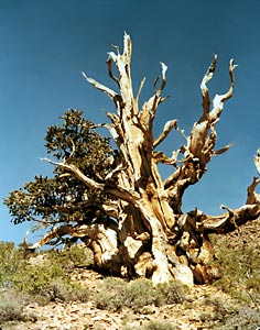 Bristle Cone Pine