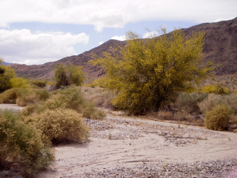 Desert Shores CA 2011