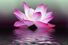 Lotus Flower