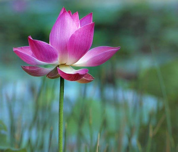 Lotus Flower